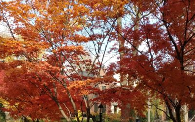 TORONTO LANDSCAPING: TOP 10 REASONS TO LOVE MAPLE TREES