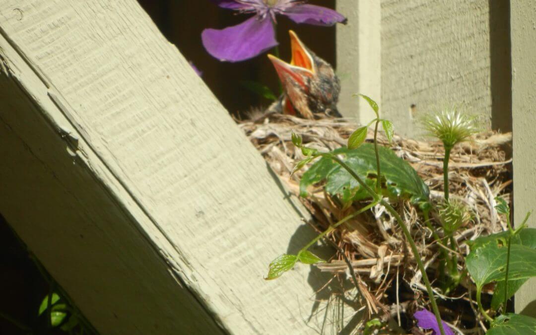 OUR FEATHERED FRIENDS…