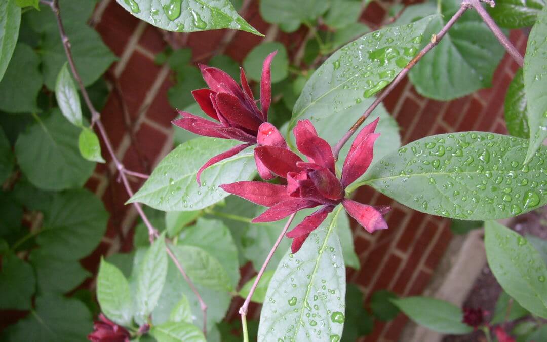 NATIVE PLANT GARDENS