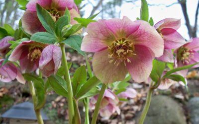 IT’S HELLEBORES TIME