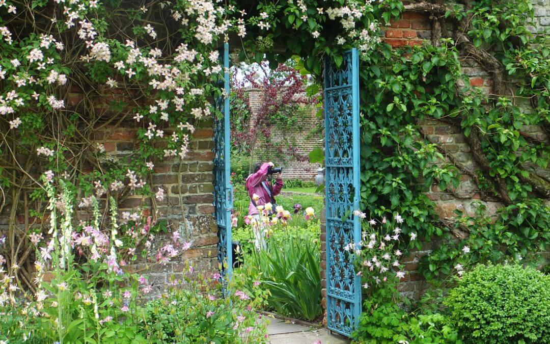 CLEMATIS: QUEEN OF THE CLIMBERS