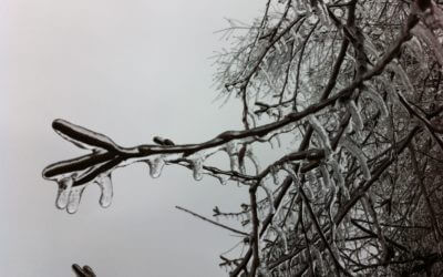 MOVING FORWARD FROM THE ICE STORM